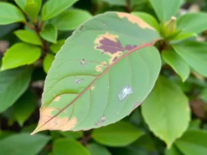 Fytoftoroza liście rododendrona: jak leczyć choroby rododendronów?